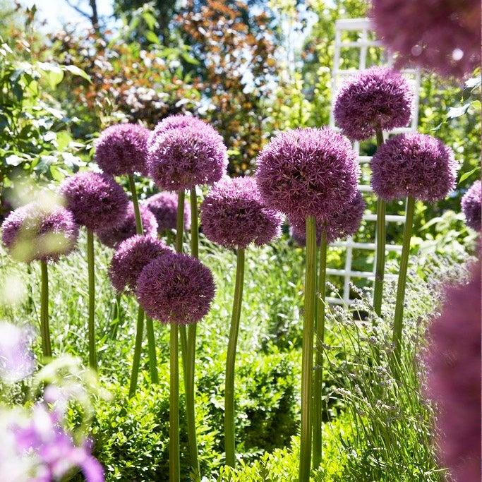 Allium 'pbulbs Inball Wizard', Purple - View 7 from www redcrocus com