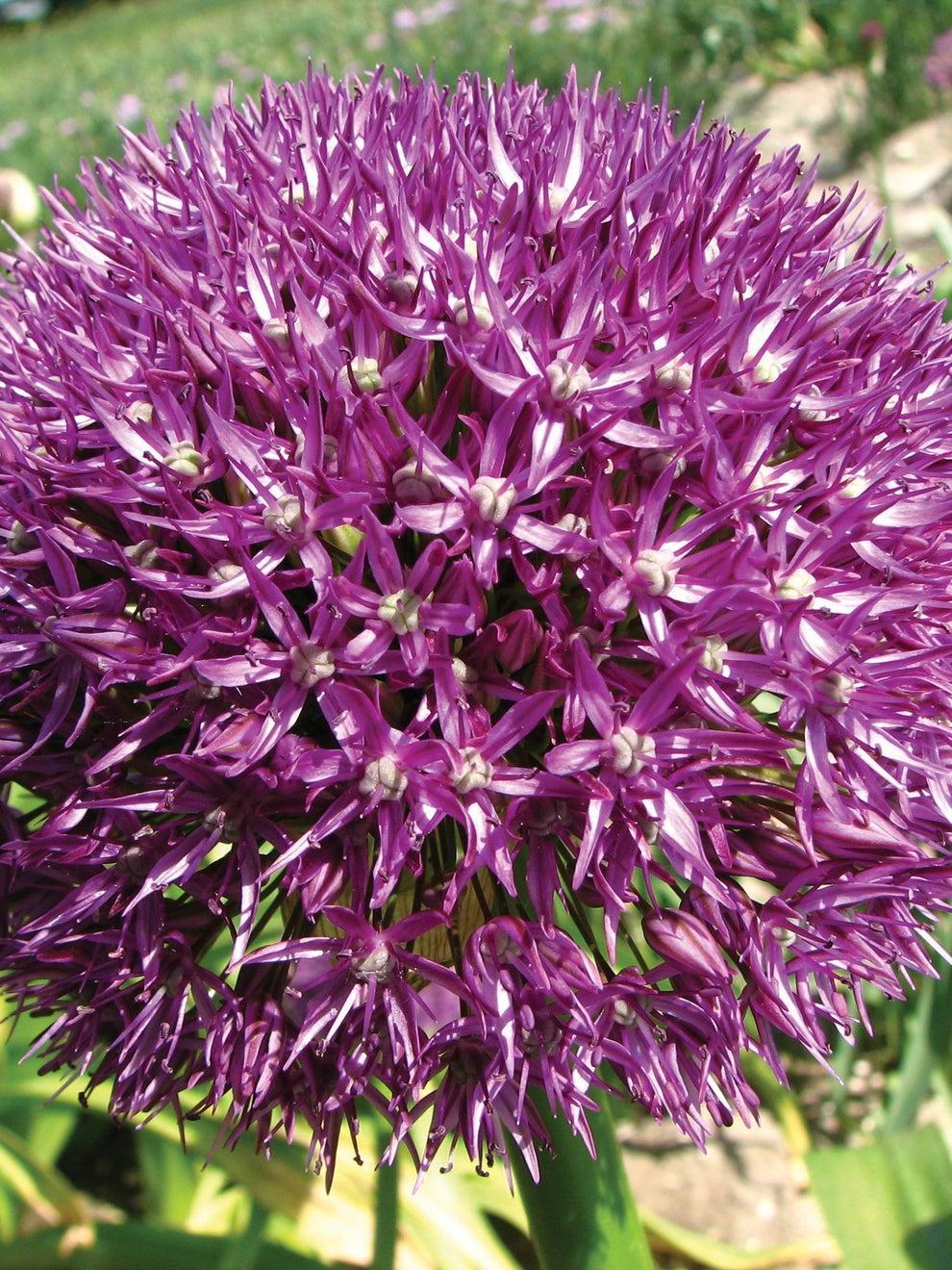 Allium 'pbulbs Inball Wizard', Purple - View 8 from www redcrocus com