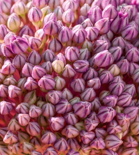 Allium 'pbulbs Ing Pong', Purple - View 10 from www redcrocus com
