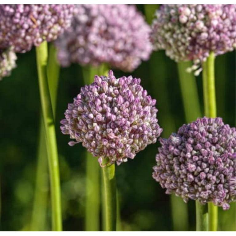 Allium 'pbulbs Ing Pong', Purple - View 11 from www redcrocus com