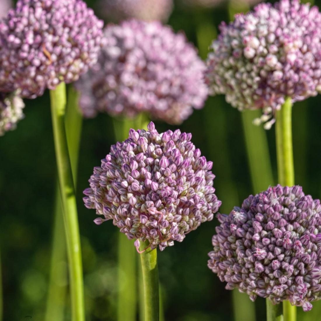Allium 'pbulbs Ing Pong', Purple - View 12 from www redcrocus com
