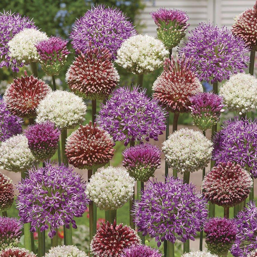 Allium 'pbulbs Ing Pong', Purple - View 13 from www redcrocus com