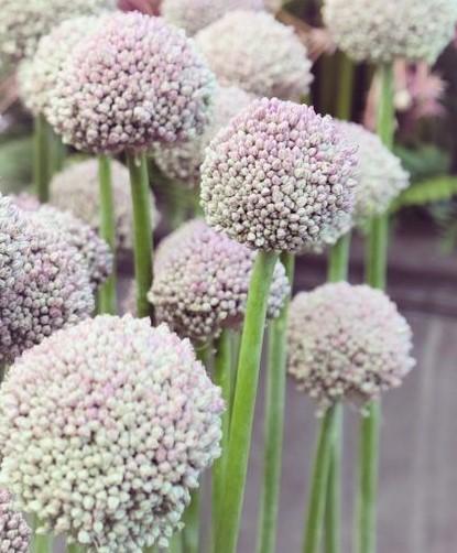 Allium 'pbulbs Ing Pong', Purple - View 14 from www redcrocus com