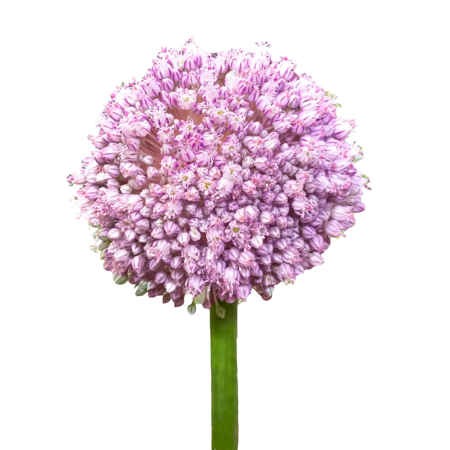 Allium 'pbulbs Ing Pong', Purple - View 15 from www redcrocus com