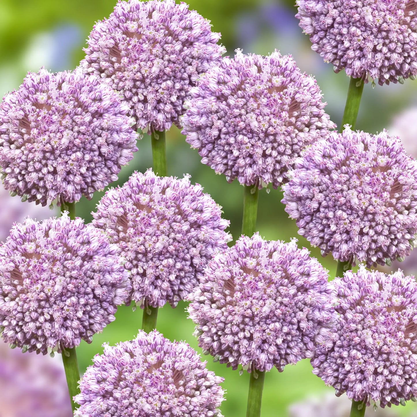 Allium 'pbulbs Ing Pong', Purple - View 1 from www redcrocus com