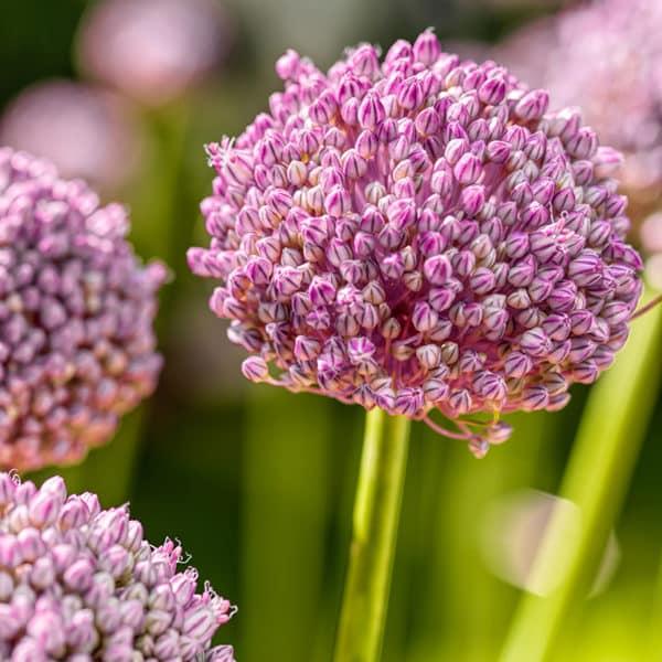 Allium 'pbulbs Ing Pong', Purple - View 20 from www redcrocus com