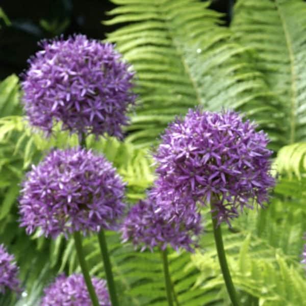 Allium 'pbulbs Ing Pong', Purple - View 21 from www redcrocus com