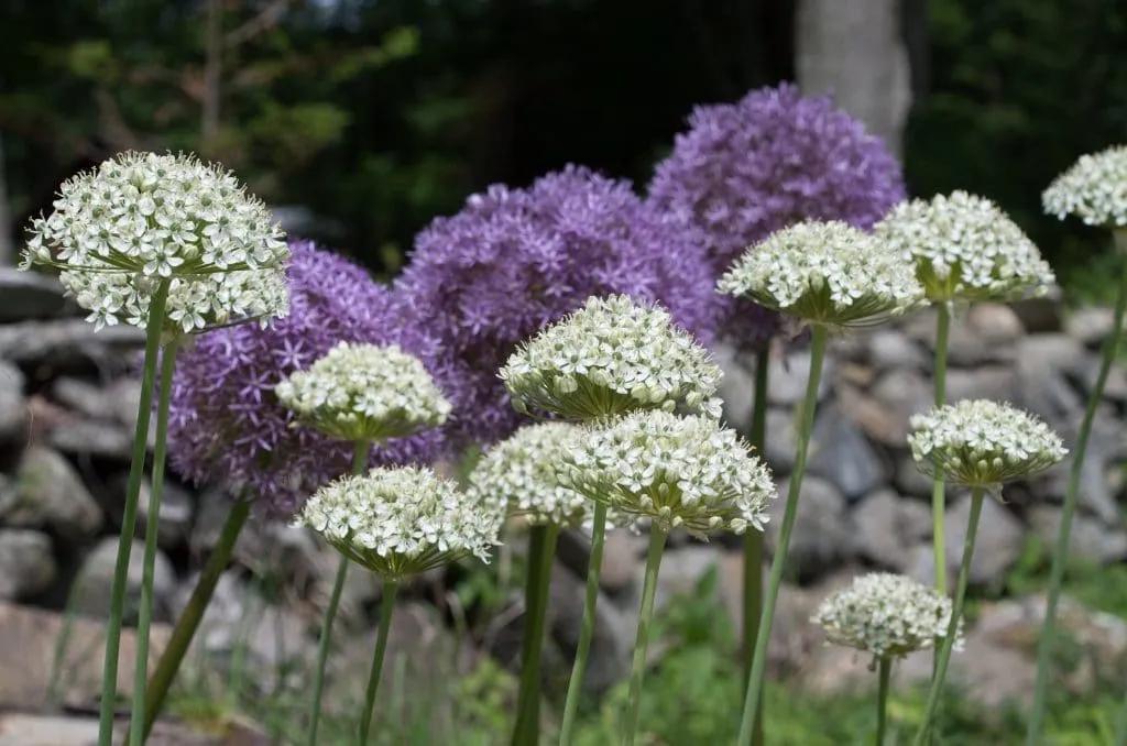 Allium 'pbulbs Ing Pong', Purple - View 24 from www redcrocus com