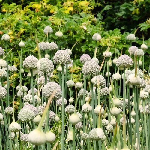 Allium 'pbulbs Ing Pong', Purple - View 26 from www redcrocus com