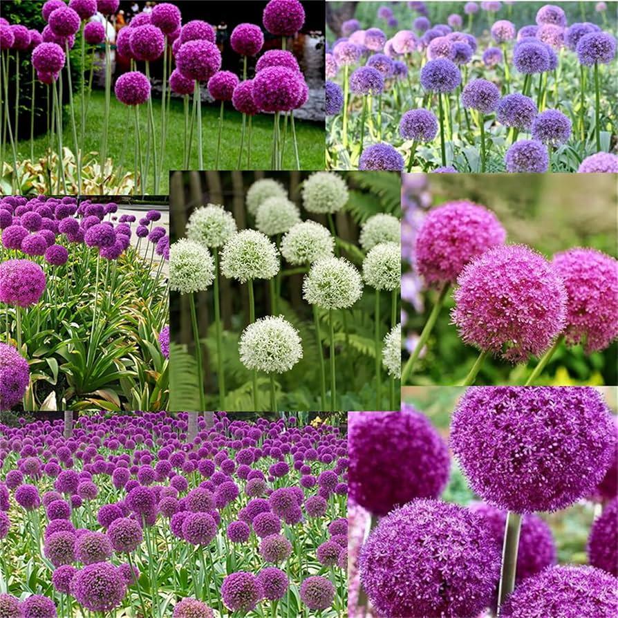 Allium 'pbulbs Ing Pong', Purple - View 29 from www redcrocus com