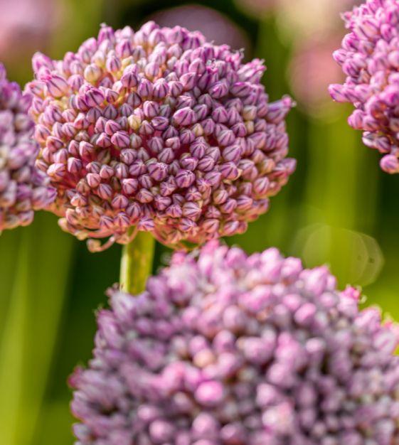 Allium 'pbulbs Ing Pong', Purple - View 2 from www redcrocus com
