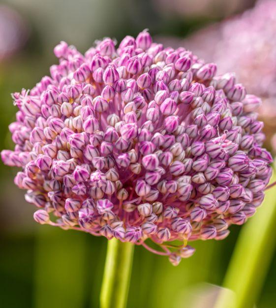 Allium 'pbulbs Ing Pong', Purple - View 6 from www redcrocus com