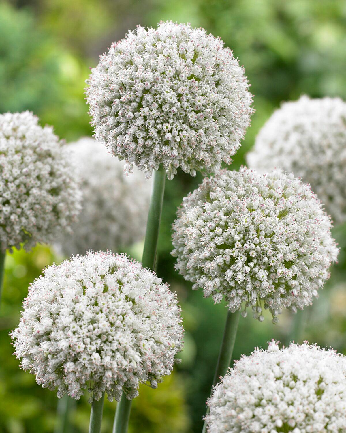 Allium 'pbulbs Ing Pong', Purple - View 7 from www redcrocus com