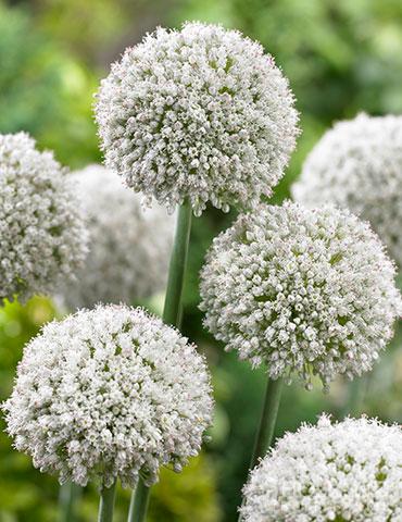 Allium 'pbulbs Ing Pong', Purple - View 8 from www redcrocus com