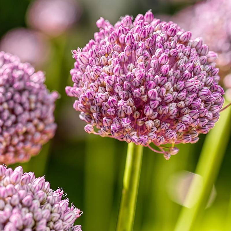 Allium 'pbulbs Ing Pong', Purple - View 9 from www redcrocus com