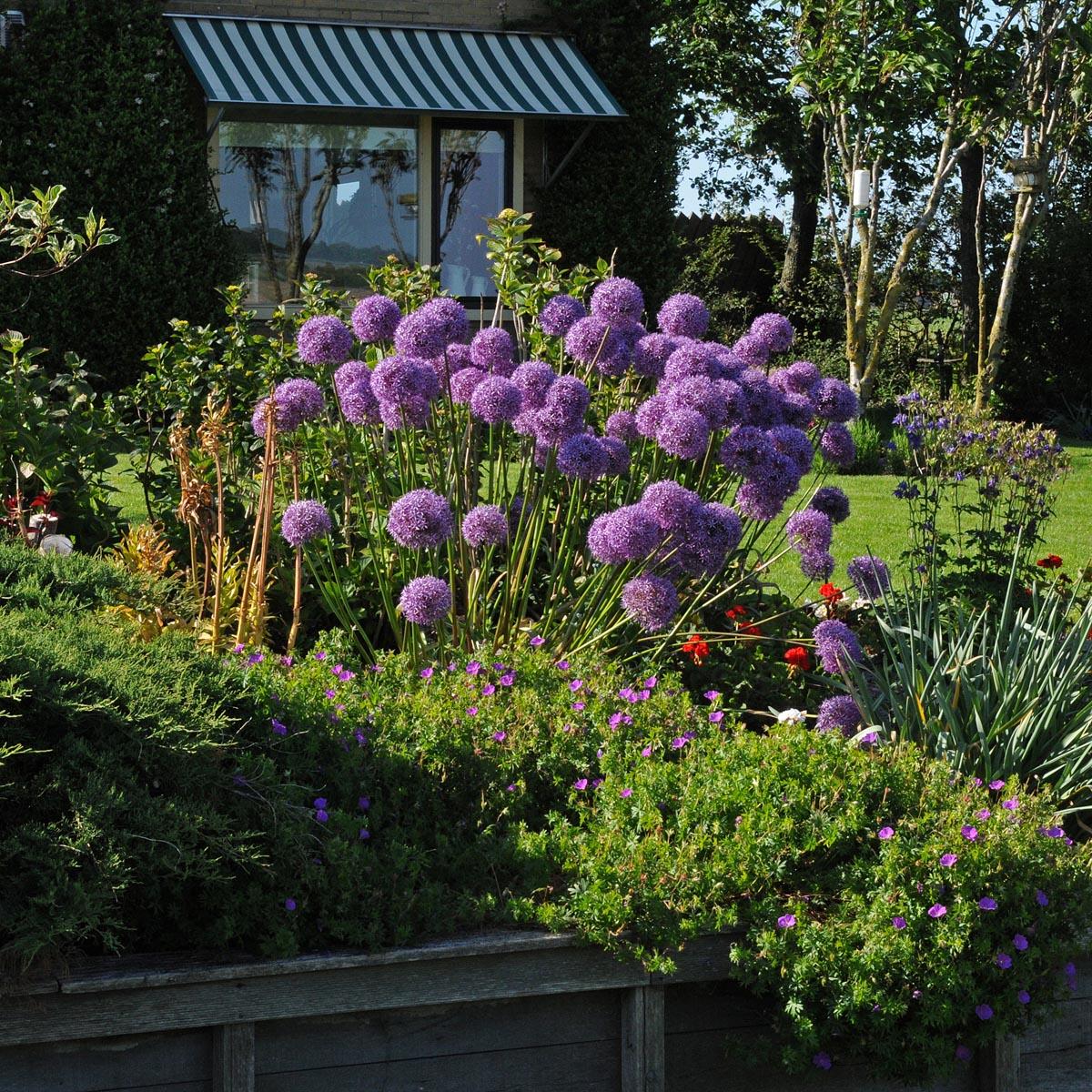Allium 'globemaster' - View 10 from www redcrocus com