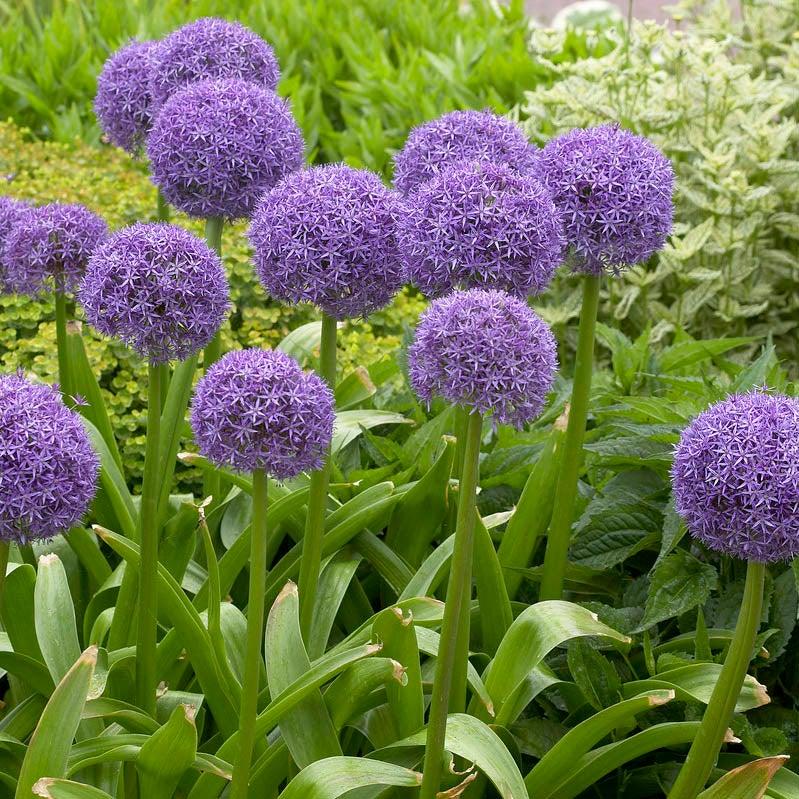 Allium 'globemaster' - View 18 from www redcrocus com