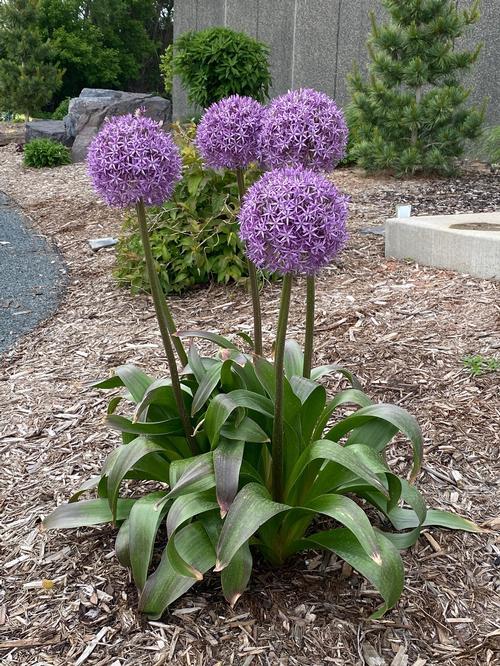 Allium 'globemaster' - View 1 from www redcrocus com