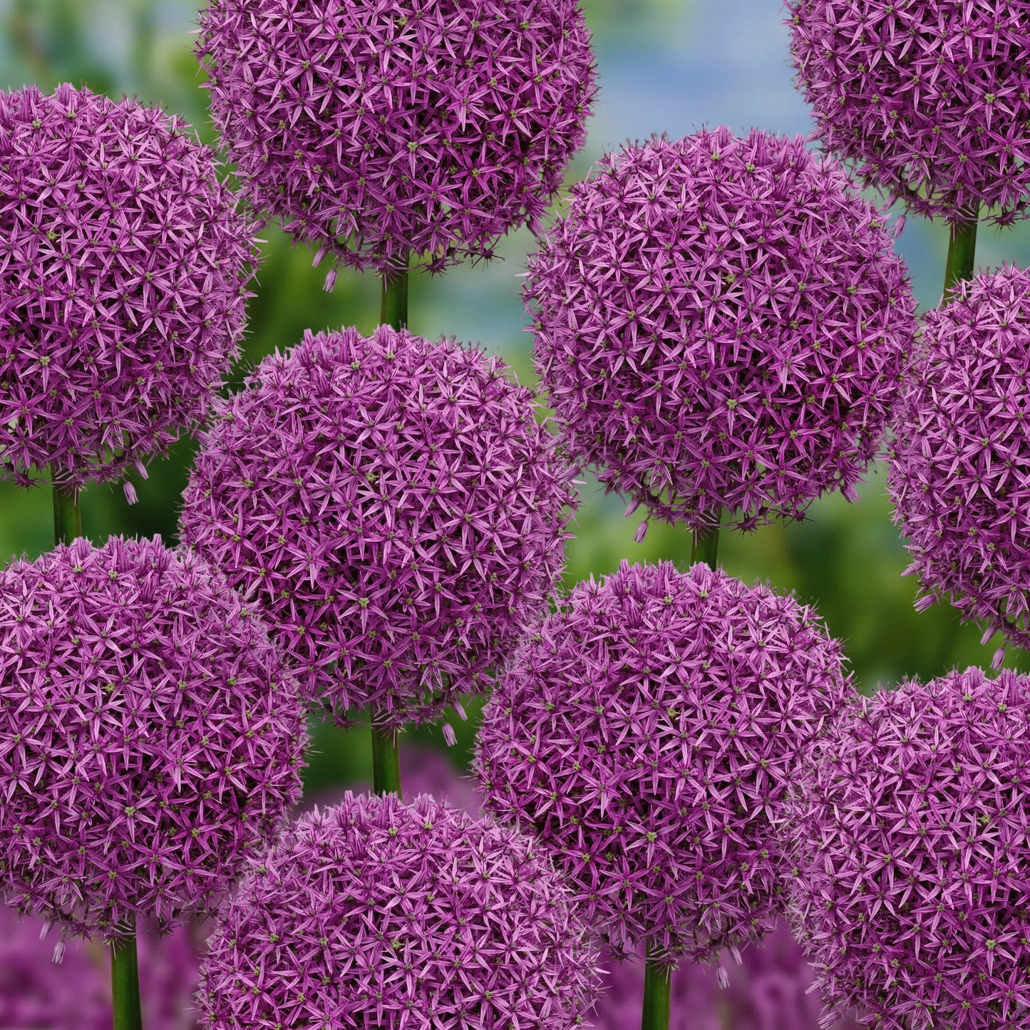 Allium 'globemaster' - View 21 from www redcrocus com