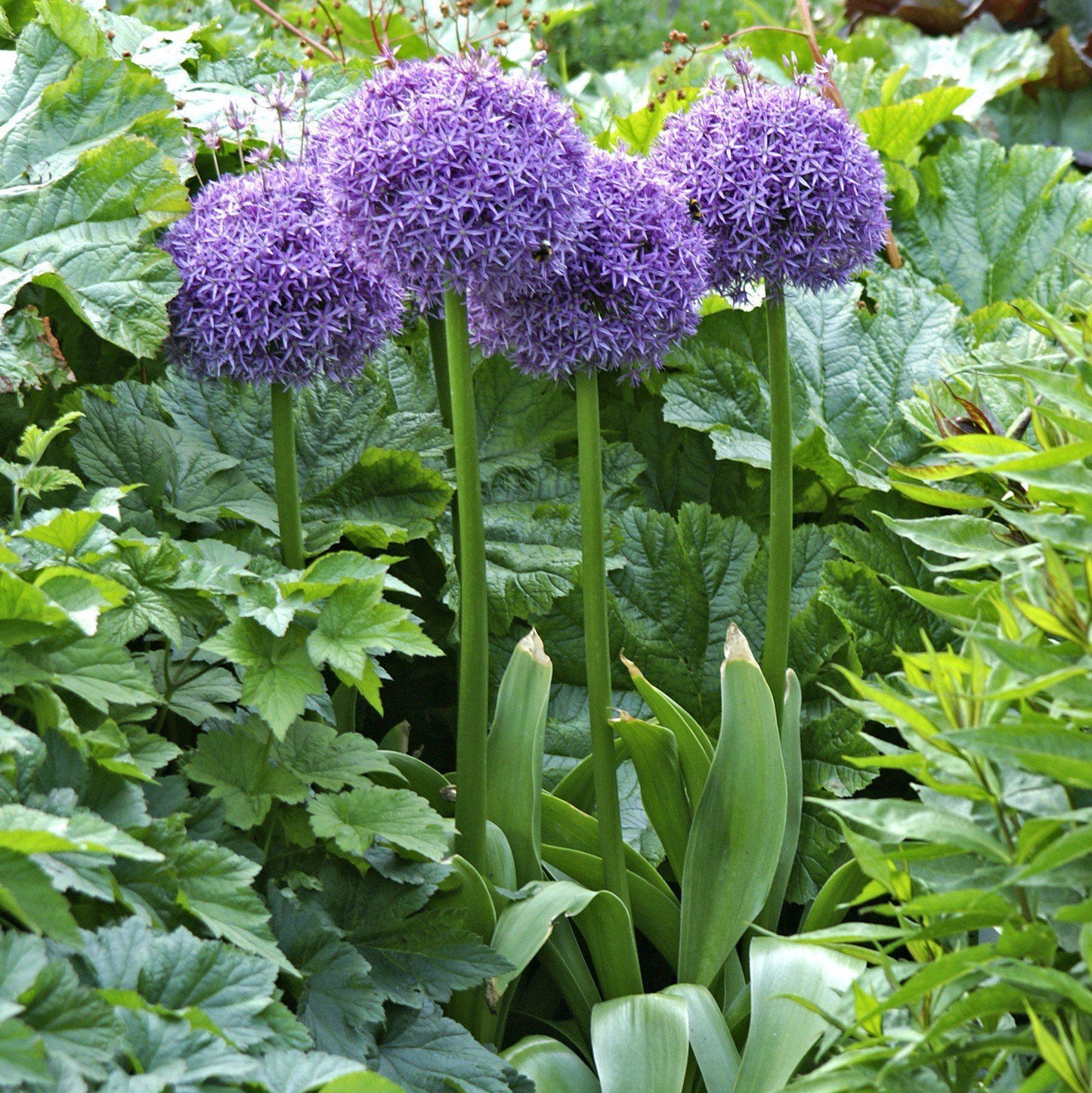 Allium 'globemaster' - View 23 from www redcrocus com