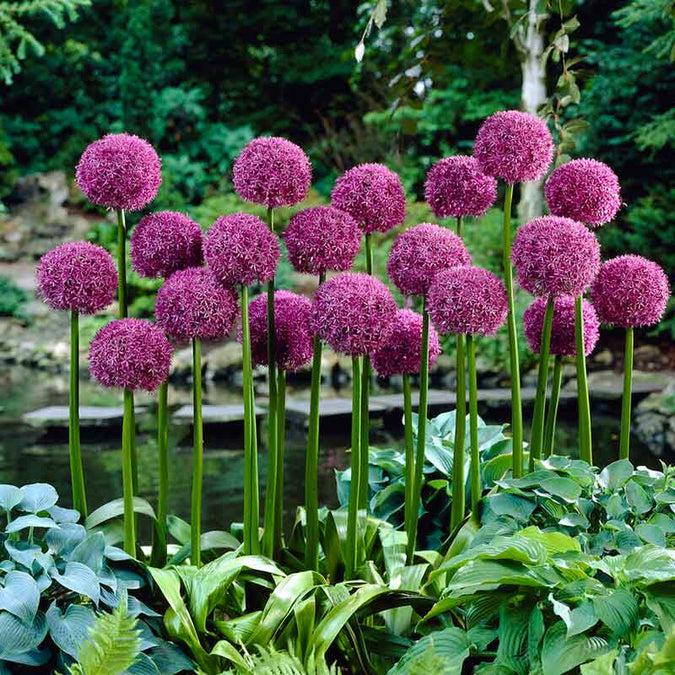 Allium 'globemaster' - View 25 from www redcrocus com