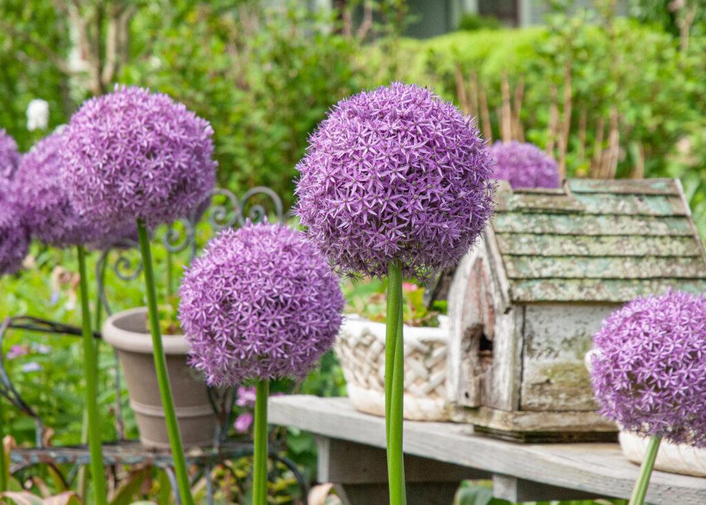 Allium 'globemaster' - View 28 from www redcrocus com