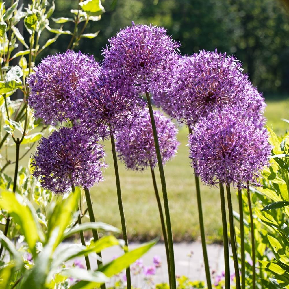 Allium 'globemaster' - View 31 from www redcrocus com