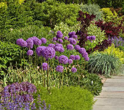 Allium 'globemaster' - View 32 from www redcrocus com
