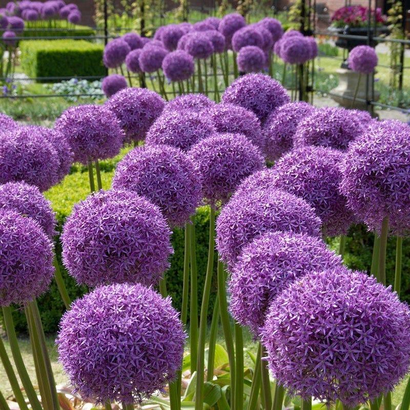 Allium 'globemaster' - View 35 from www redcrocus com