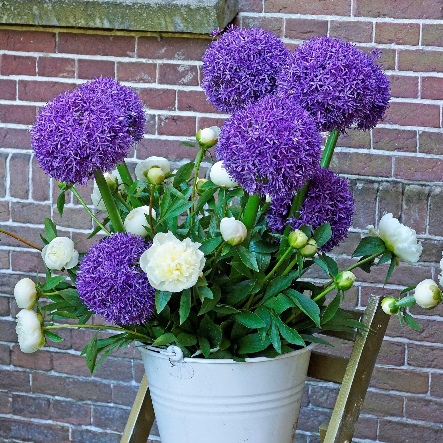 Allium 'globemaster' - View 36 from www redcrocus com