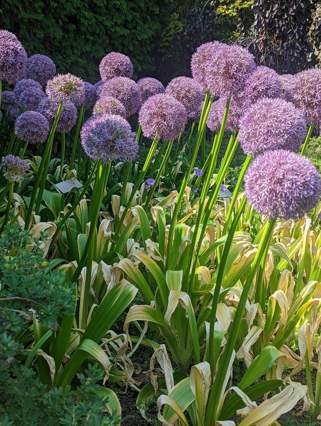 Allium 'globemaster' - View 37 from www redcrocus com