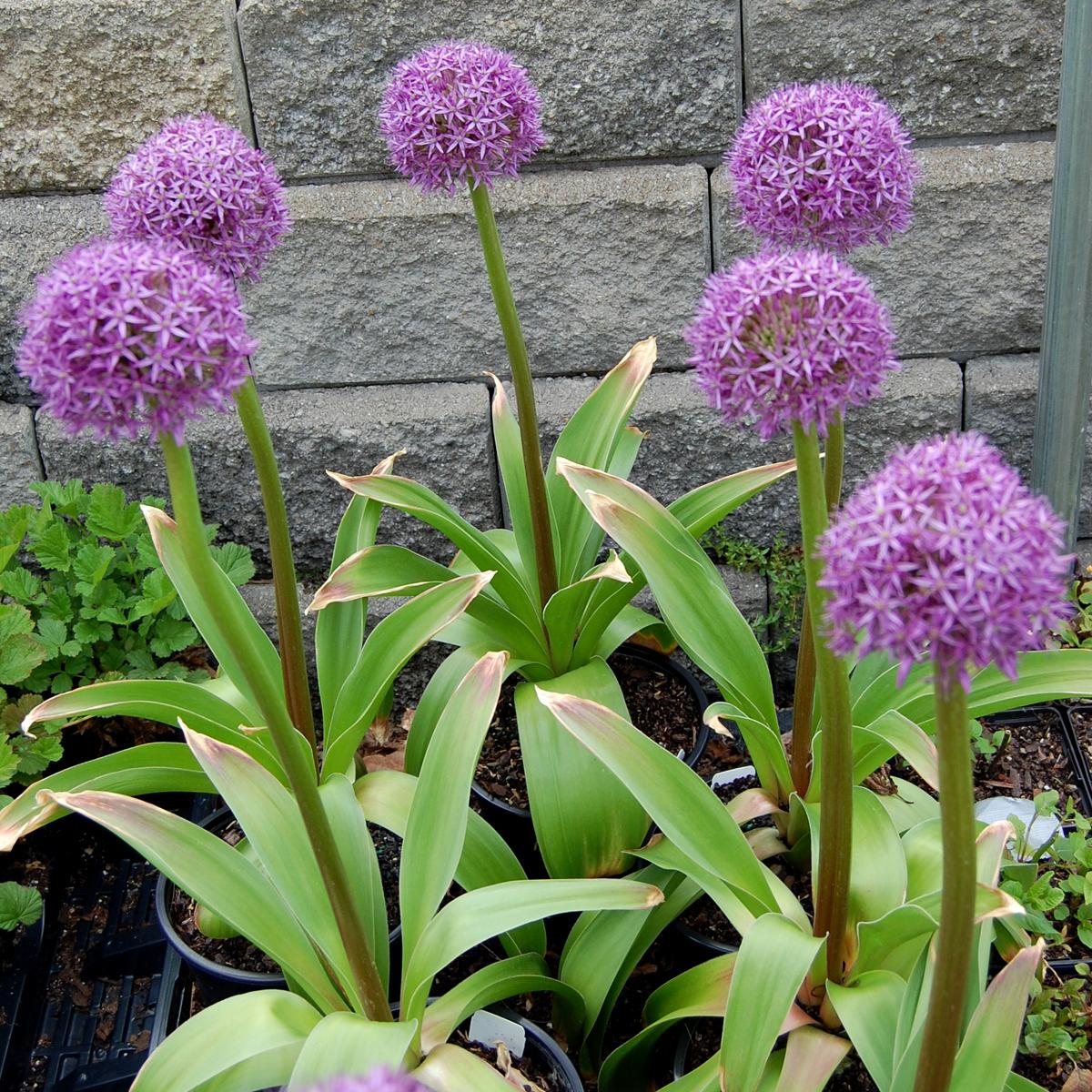 Allium 'globemaster' - View 38 from www redcrocus com