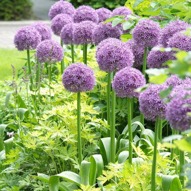 Allium 'globemaster' - View 3 from www redcrocus com