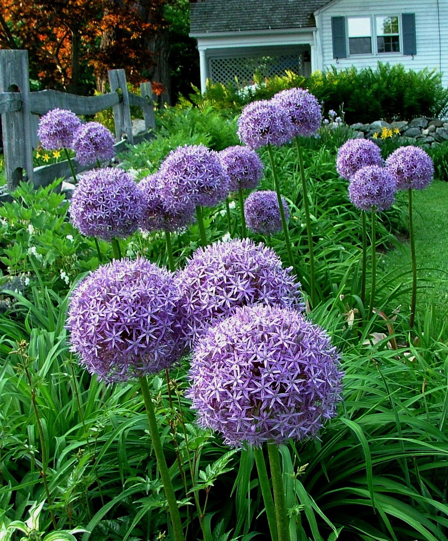 Allium 'globemaster' - View 5 from www redcrocus com