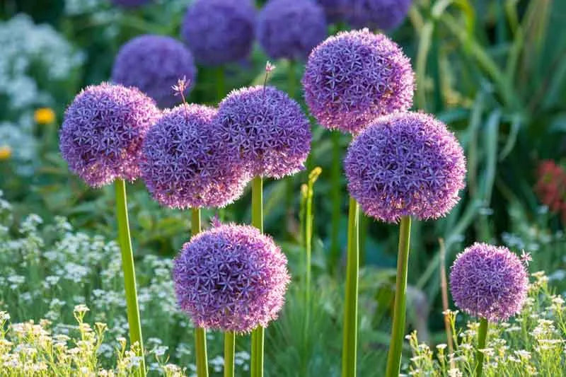 Allium 'globemaster' - View 6 from www redcrocus com
