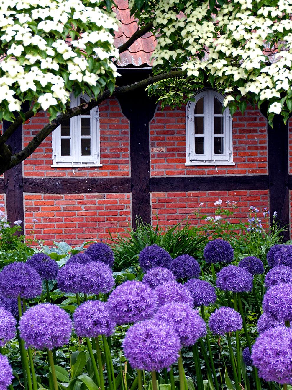 Allium 'globemaster' - View 7 from www redcrocus com