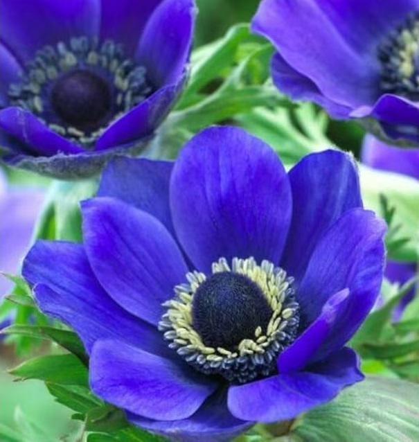 Anemone Coronaria 'de Caen Mix', Red, Purple, Pbulbs Ink, White - View 14 from www redcrocus com