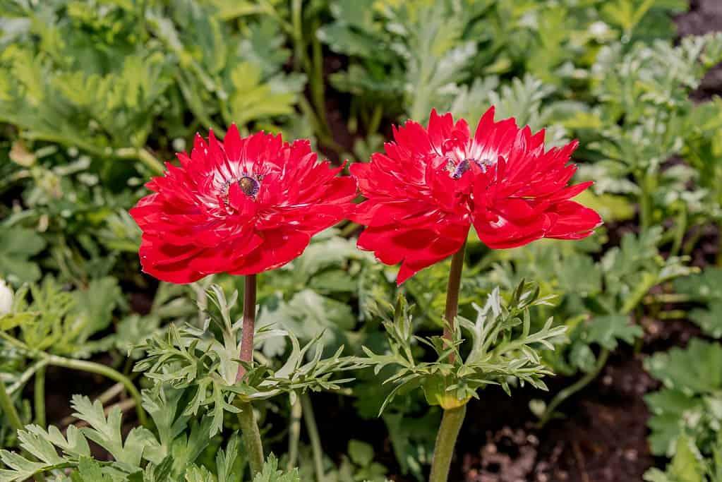 Anemone Coronaria 'de Caen Mix', Red, Purple, Pbulbs Ink, White - View 2 from www redcrocus com