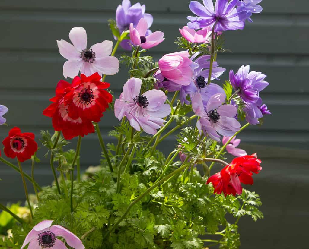 Anemone Coronaria 'de Caen Mix', Red, Purple, Pbulbs Ink, White - View 3 from www redcrocus com