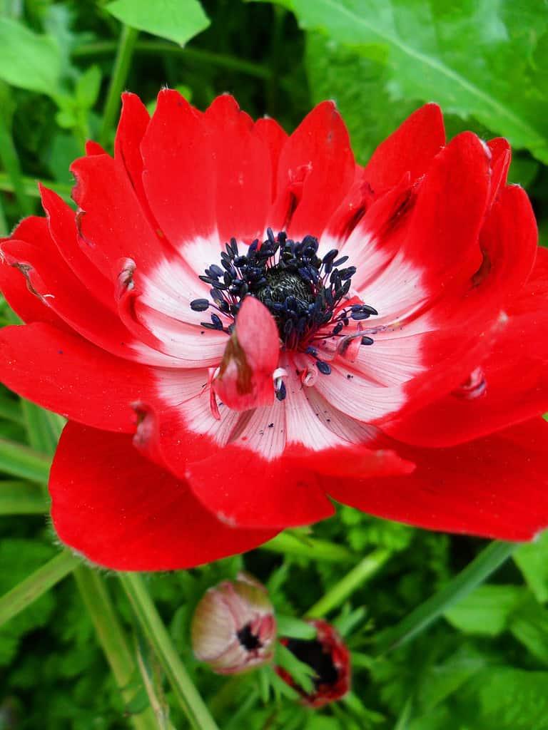 Anemone Coronaria 'de Caen Mix', Red, Purple, Pbulbs Ink, White - View 5 from www redcrocus com