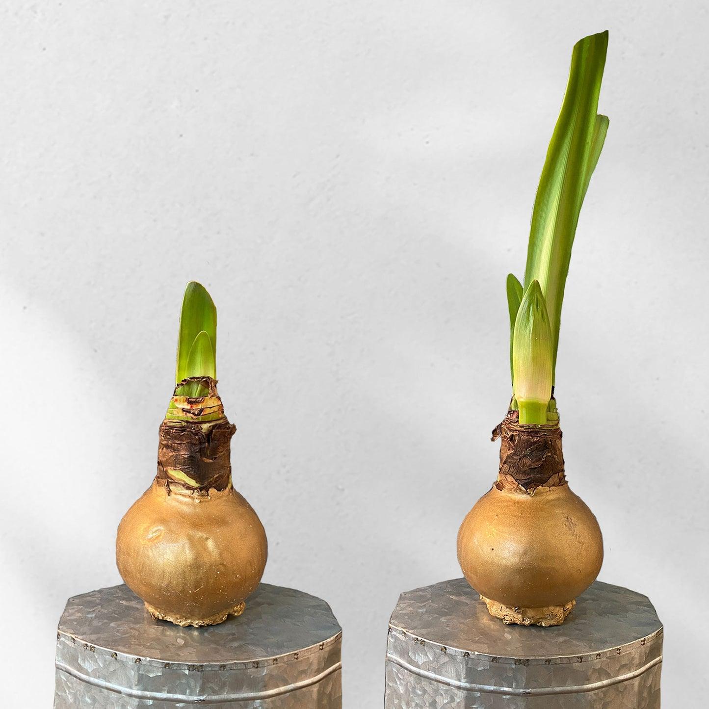 Amaryllis Wax Bulb Assorted - View 13 from www redcrocus com
