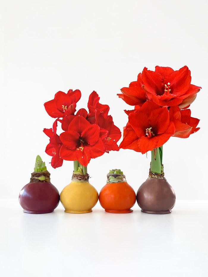 Amaryllis Wax Bulb Assorted - View 14 from www redcrocus com