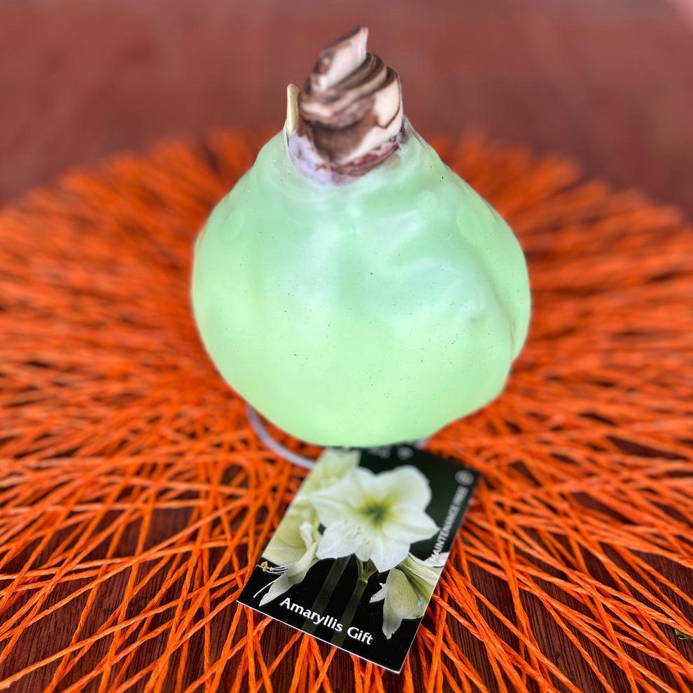 Amaryllis Wax Bulb Assorted - View 1 from www redcrocus com