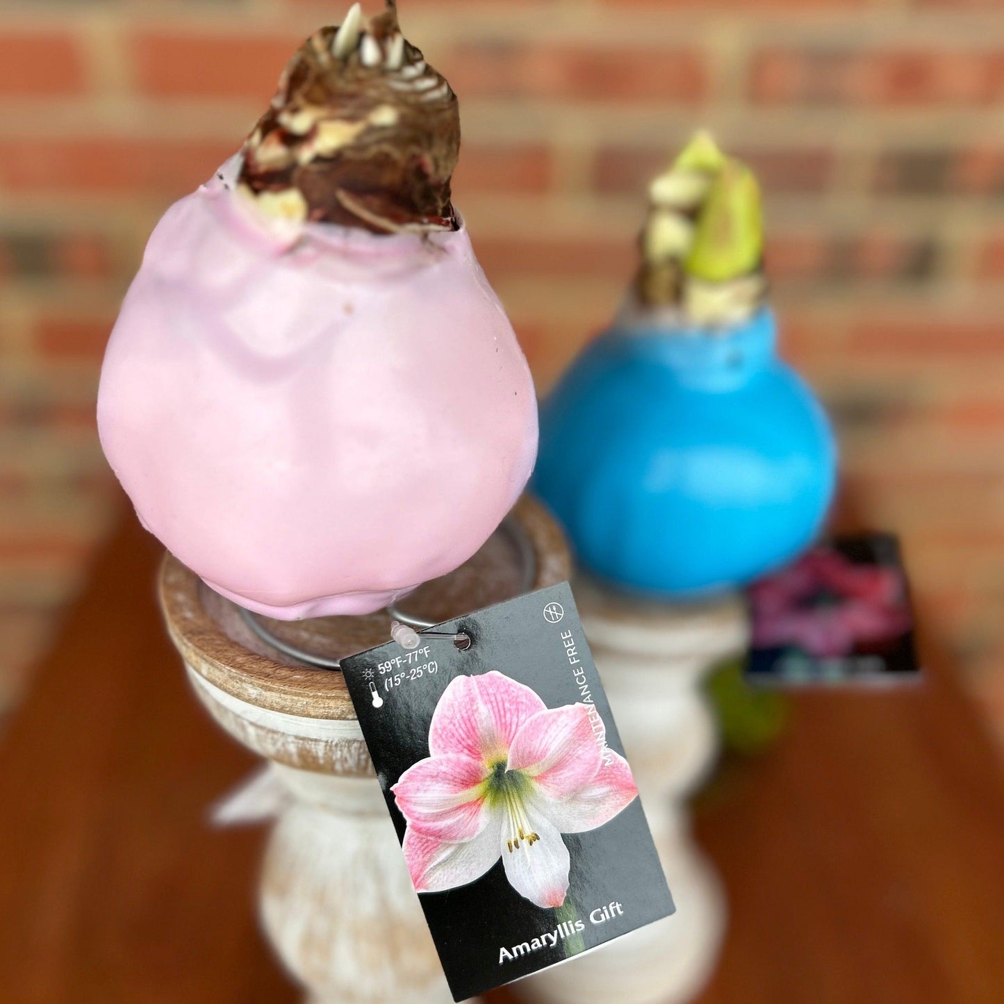 Amaryllis Wax Bulb Assorted - View 2 from www redcrocus com