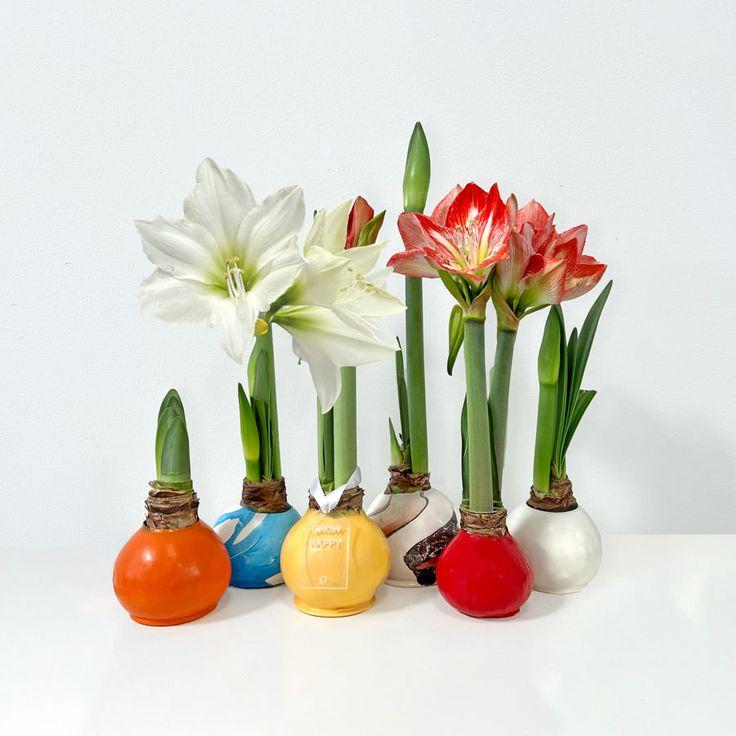 Amaryllis Wax Bulb Assorted - View 8 from www redcrocus com