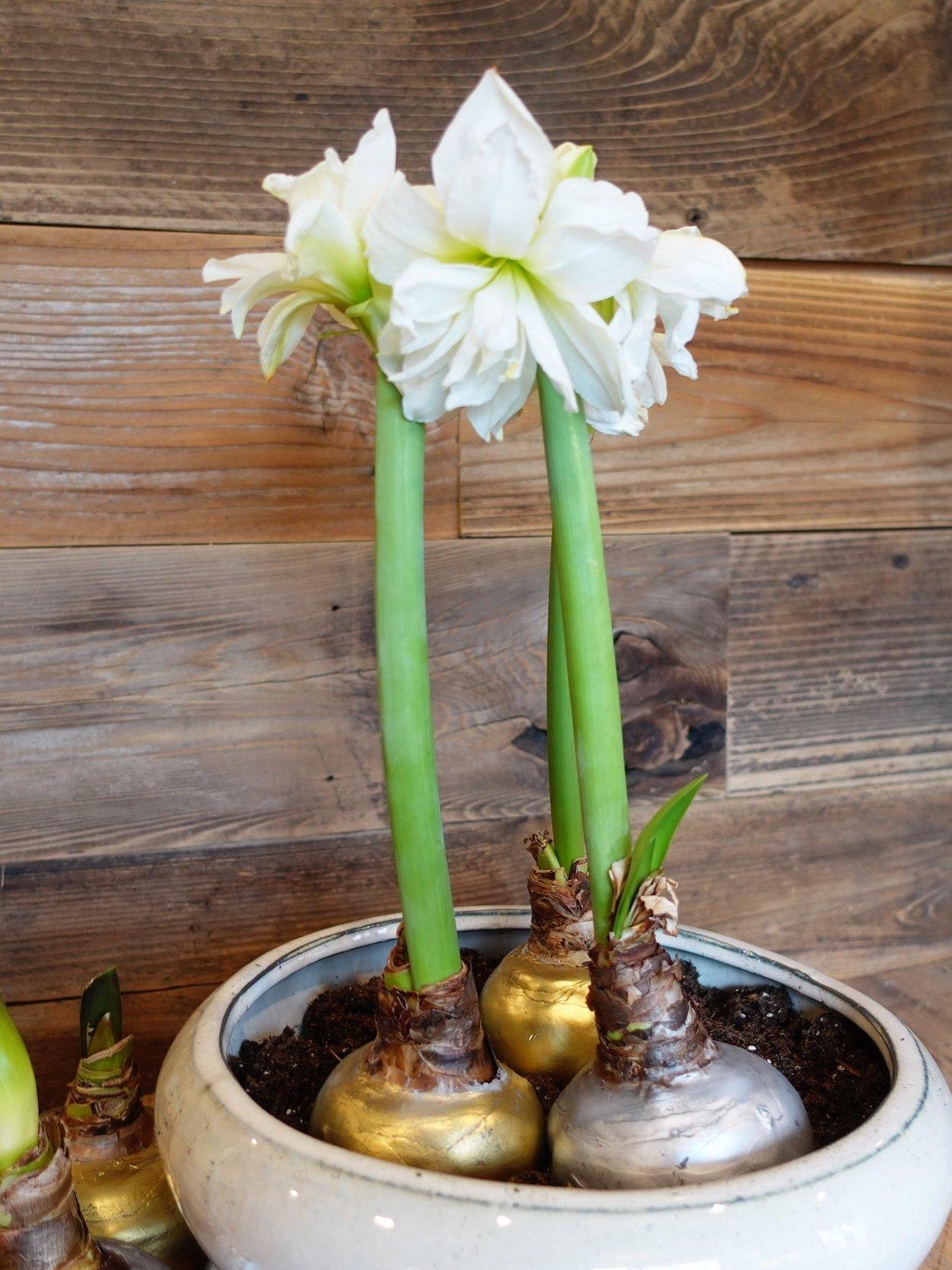 Amaryllis Wax Bulb Assorted - View 9 from www redcrocus com