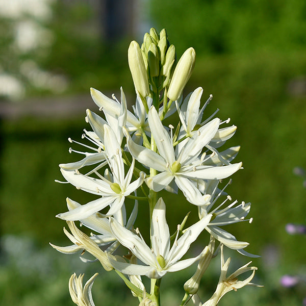 White Camassia-Alba-Perfect for naturalistic gardens 50 in Box