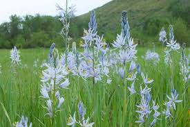 White Camassia-Alba-Perfect for naturalistic gardens 50 in Box
