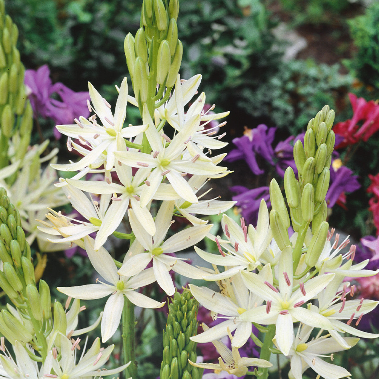 White Camassia-Alba-Perfect for naturalistic gardens 50 in Box
