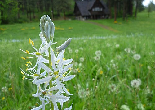 White Camassia-Alba-Perfect for naturalistic gardens 50 in Box